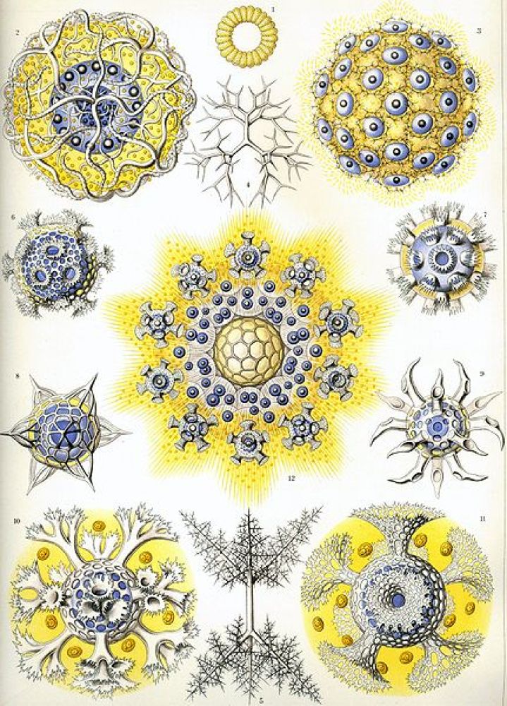 Happy Birthday, Ernst Haeckel!